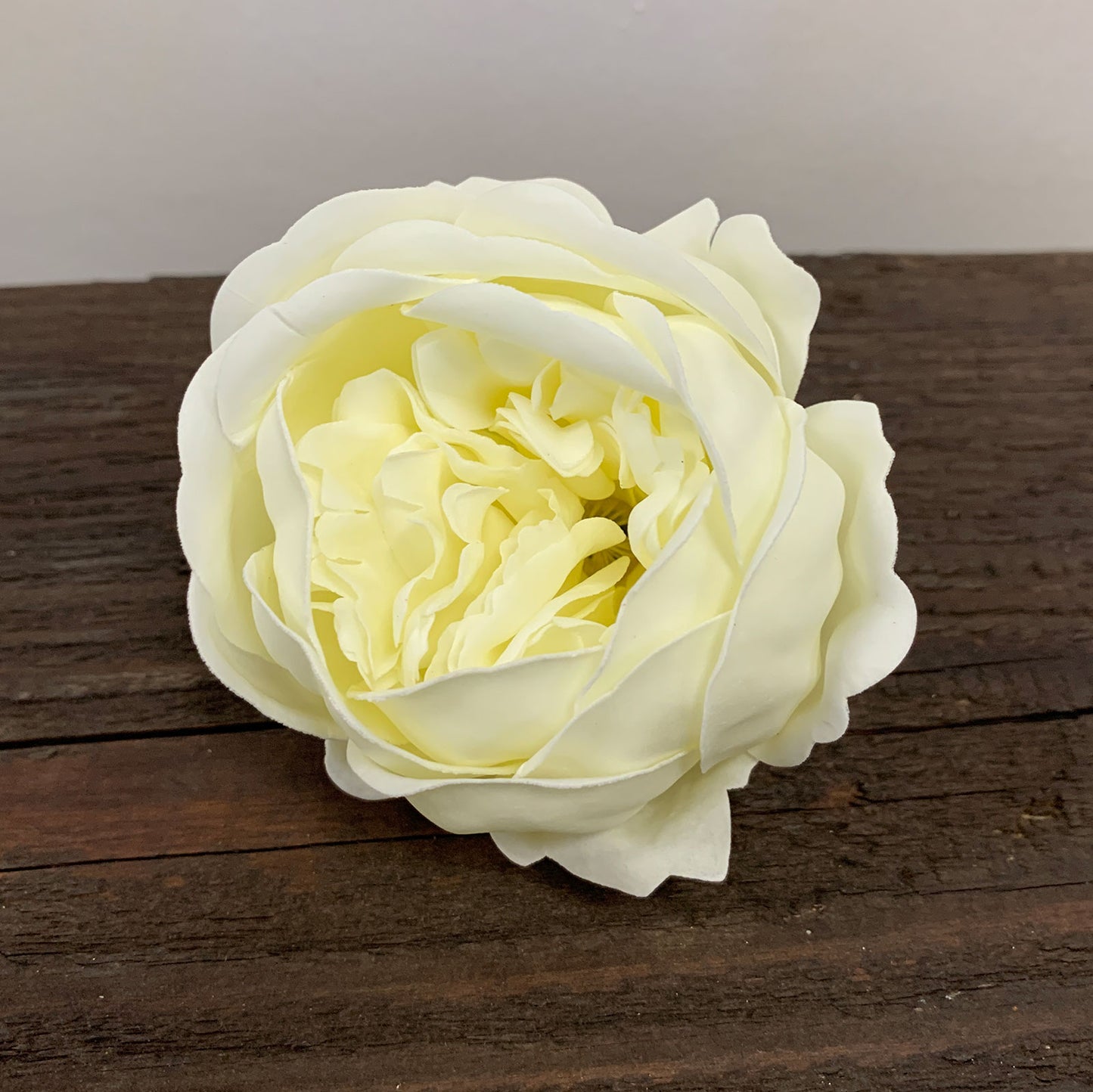 Pivoine Ivoire